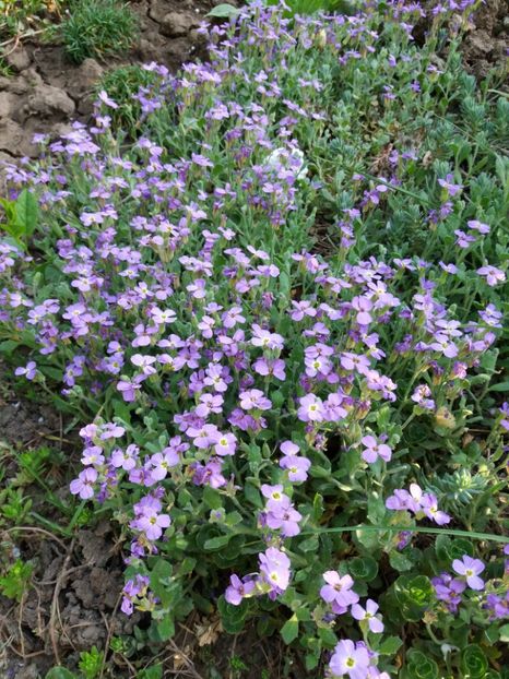  - 0Flori de interior si exterior 2018