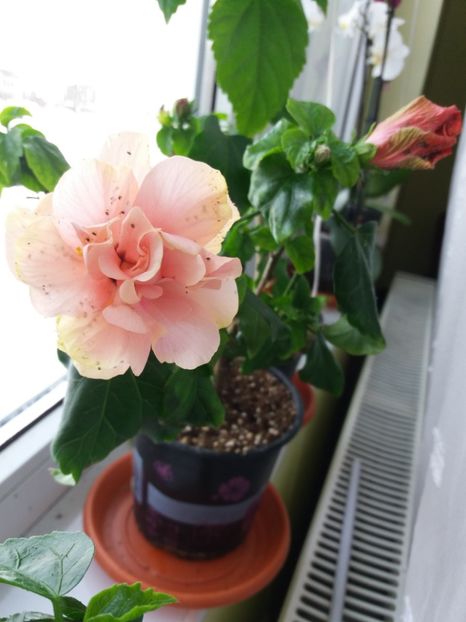  - 0Flori de interior si exterior 2018