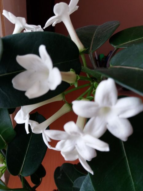  - 0Flori de interior si exterior 2018