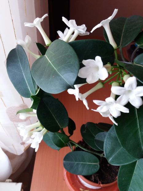  - 0Flori de interior si exterior 2018