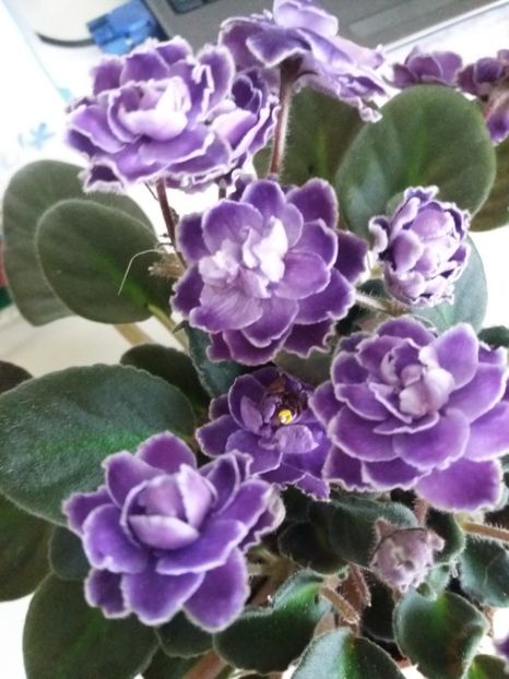  - 0Flori de interior si exterior 2018