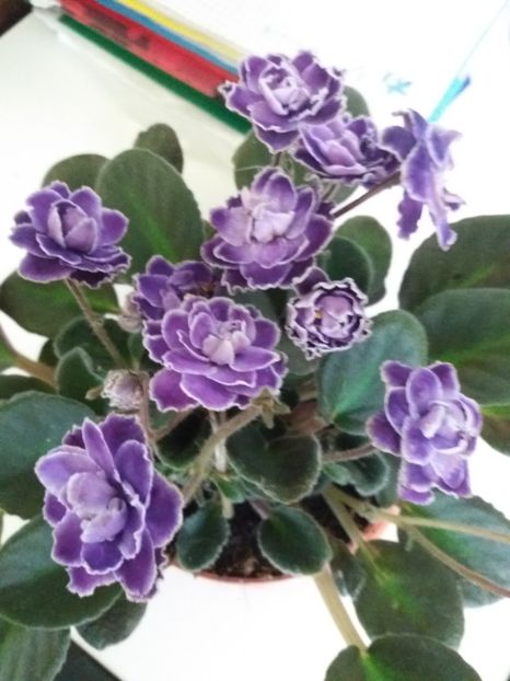  - 0Flori de interior si exterior 2018