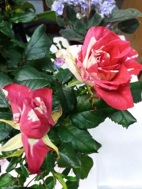  - 0Flori de interior si exterior 2018