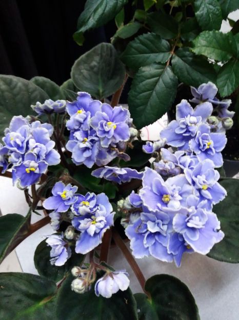  - 0Flori de interior si exterior 2018