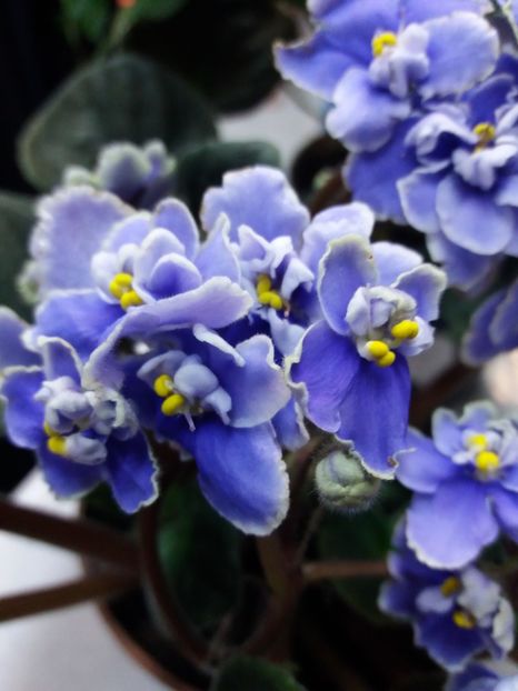  - 0Flori de interior si exterior 2018