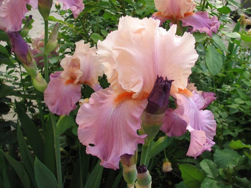 Sweet Musette - Irisi 2018