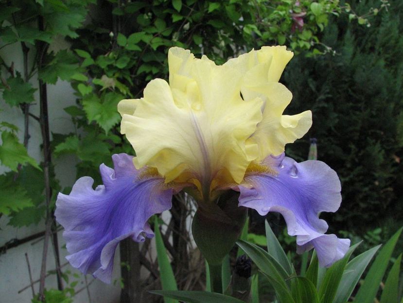 Edith Wolford - Irisi 2018