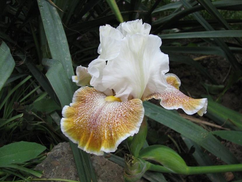 Owyhee Desert - Irisi 2018