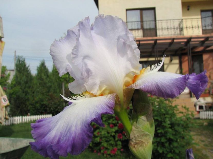 Conjuration - Irisi 2018