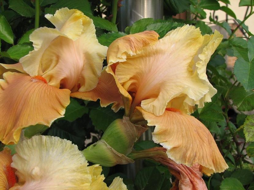 English Charm - Irisi 2018