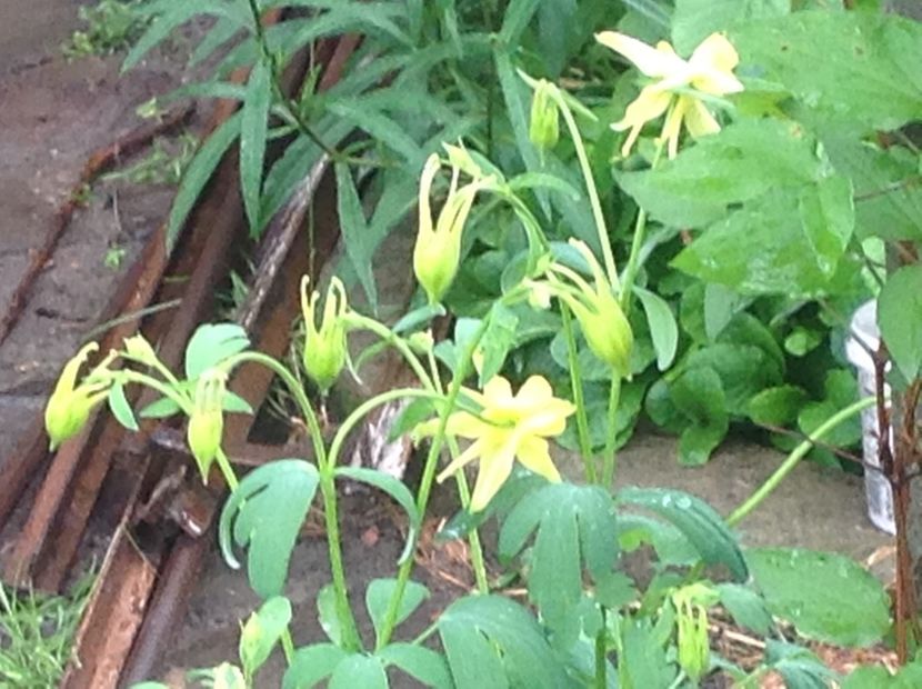  - Caldaruse Columbine