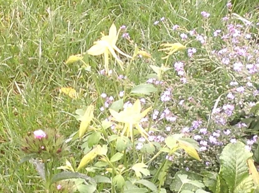  - Caldaruse Columbine