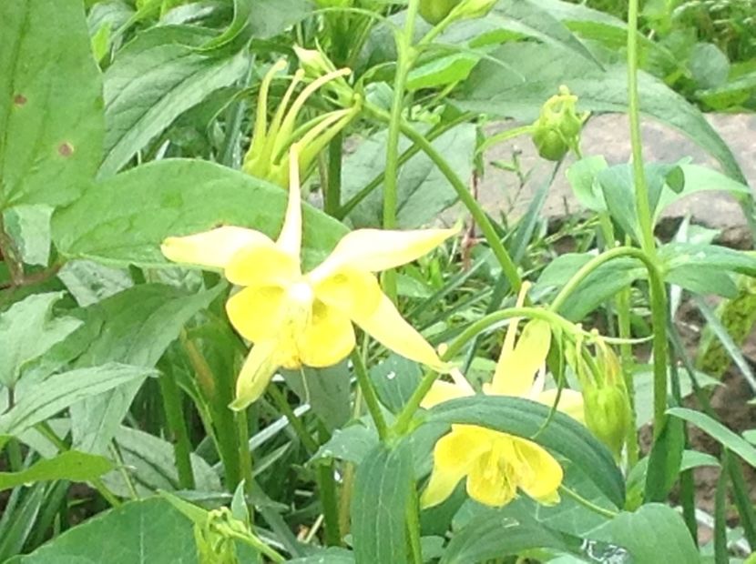  - Caldaruse Columbine