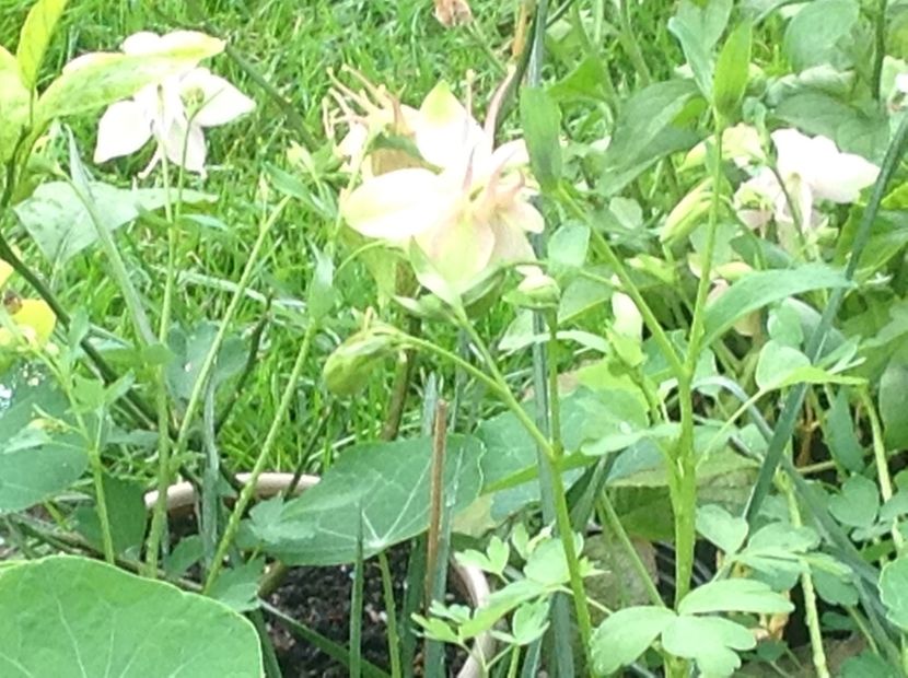  - Caldaruse Columbine
