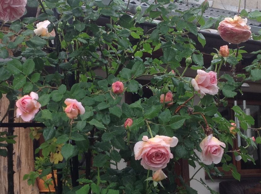  - arhiva cu gradina in timp