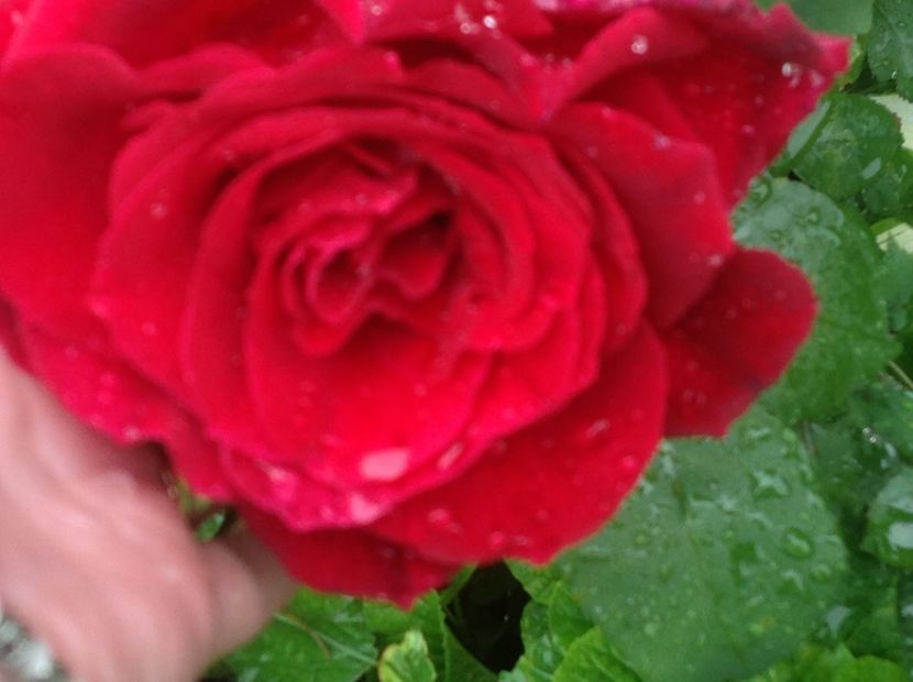  - arhiva cu gradina in timp