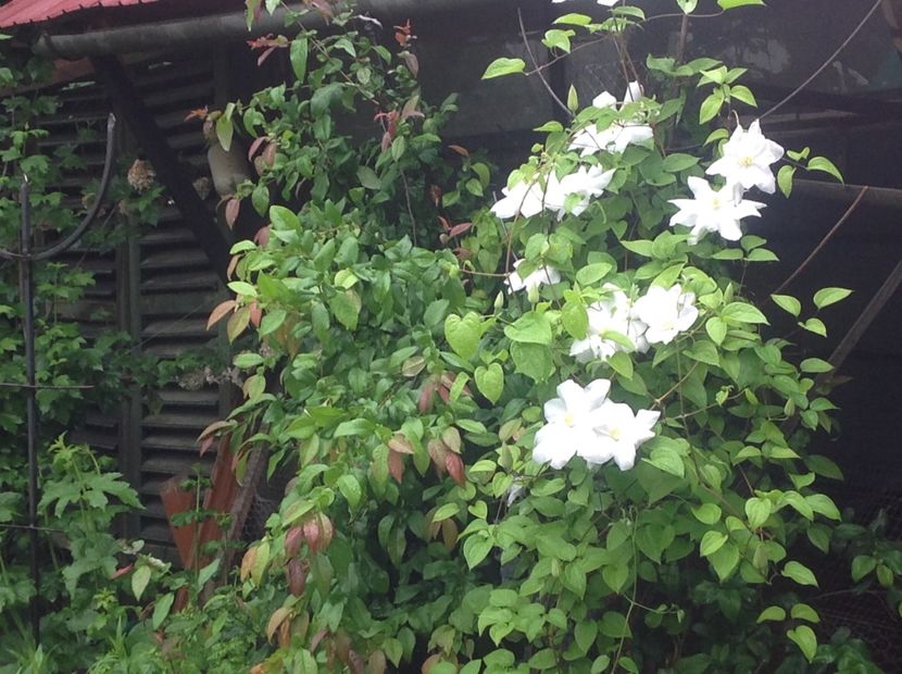  - arhiva cu gradina in timp