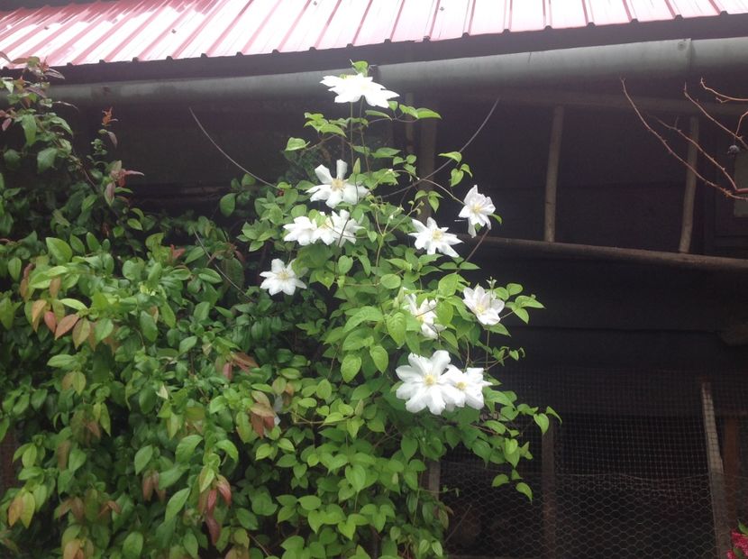  - arhiva cu gradina in timp