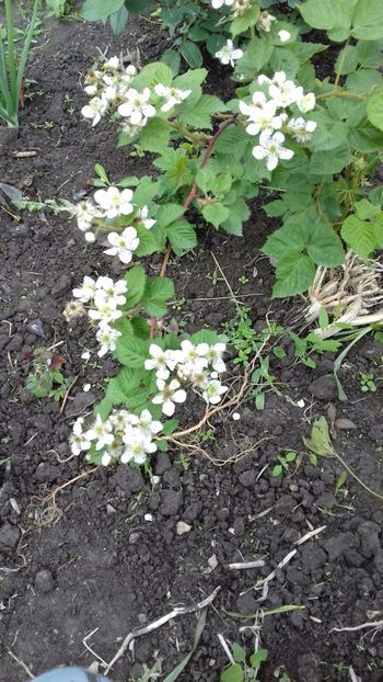 IMG-20180515-WA0041 - COLȚUL meu de GRĂDINĂ