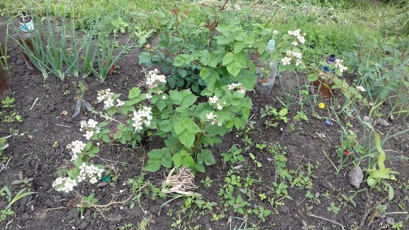 IMG-20180515-WA0040 - COLȚUL meu de GRĂDINĂ