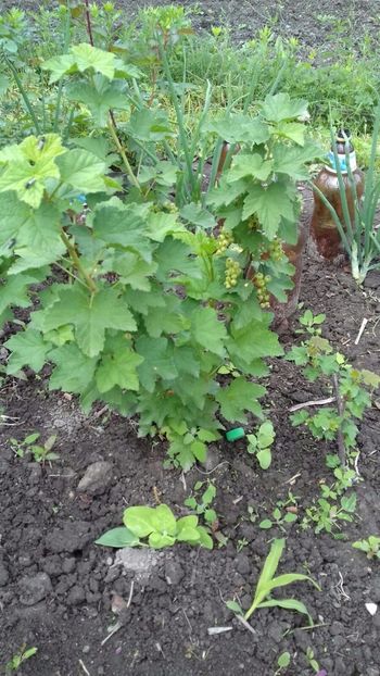 IMG-20180515-WA0039 - COLȚUL meu de GRĂDINĂ