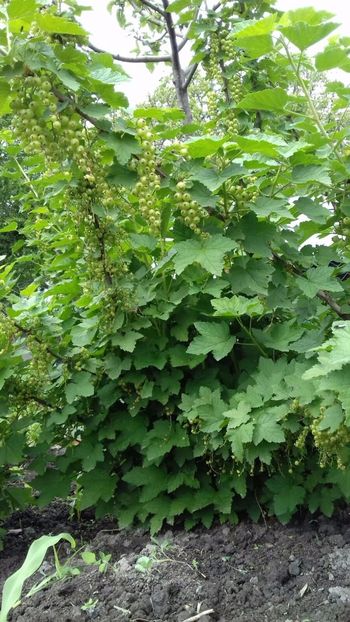 IMG-20180515-WA0038 - COLȚUL meu de GRĂDINĂ