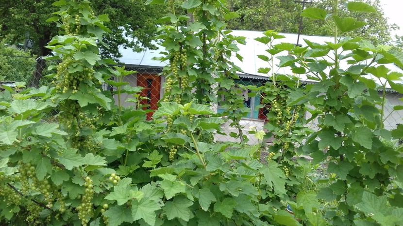 IMG-20180515-WA0037 - COLȚUL meu de GRĂDINĂ