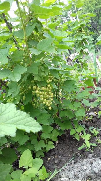 IMG-20180515-WA0036 - COLȚUL meu de GRĂDINĂ