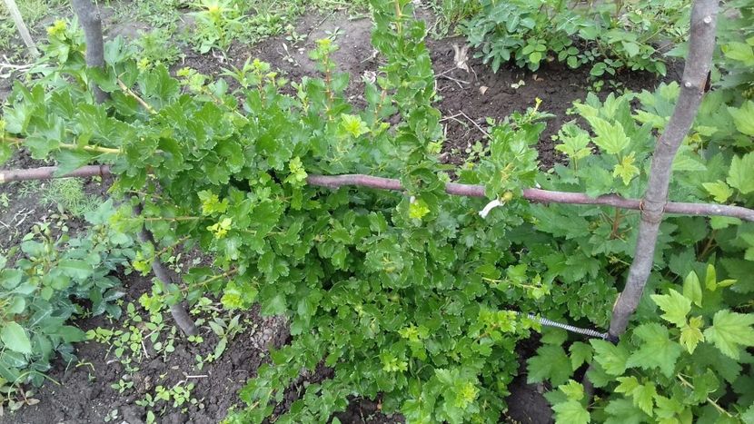 IMG-20180515-WA0035 - COLȚUL meu de GRĂDINĂ