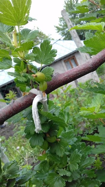 IMG-20180515-WA0034 - COLȚUL meu de GRĂDINĂ