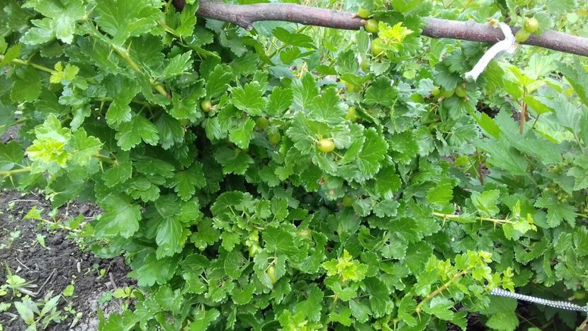 IMG-20180515-WA0032 - COLȚUL meu de GRĂDINĂ