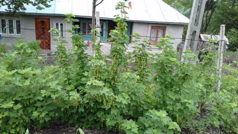 IMG-20180515-WA0026 - COLȚUL meu de GRĂDINĂ