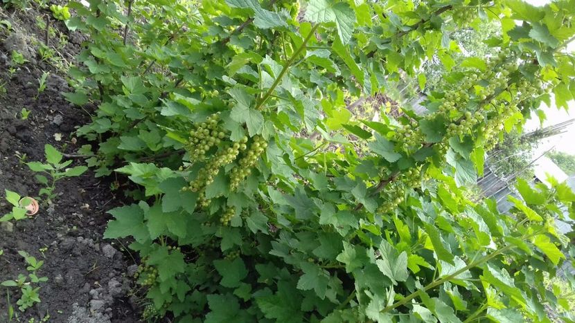 IMG-20180515-WA0023 - COLȚUL meu de GRĂDINĂ