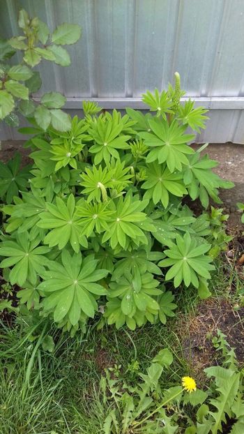 IMG-20180515-WA0069 - 000000000000001   GRADINA MEA