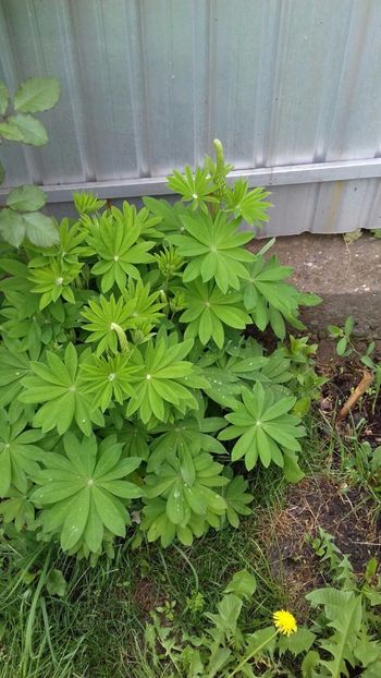 IMG-20180515-WA0068 - 000000000000001   GRADINA MEA