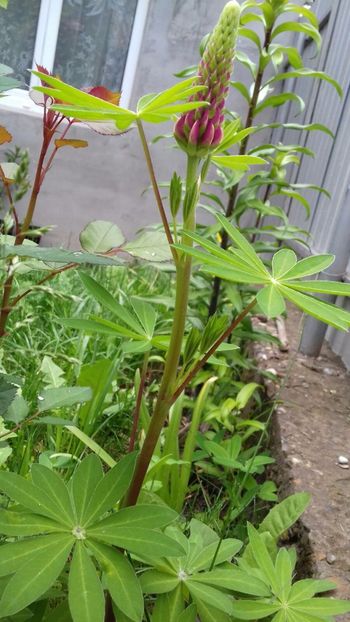 IMG-20180515-WA0048 - 000000000000001   GRADINA MEA