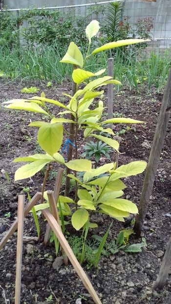 IMG-20180515-WA0043 - 000000000000001   GRADINA MEA