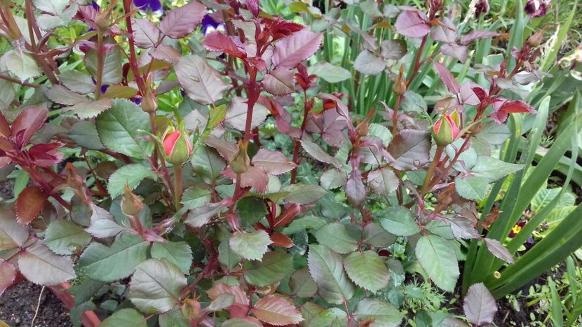 IMG-20180515-WA0012 - 000000000000001   GRADINA MEA