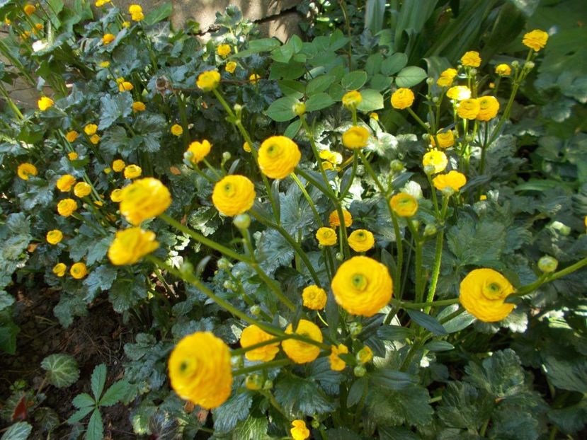  - 2018 Flori de gradina