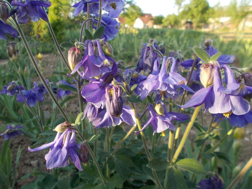  - 2018 Flori de gradina