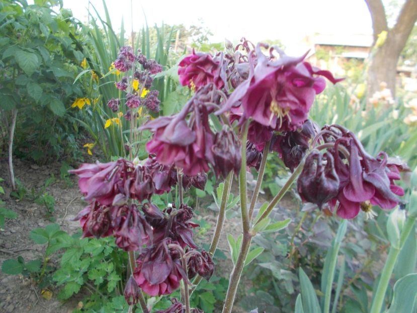  - 2018 Flori de gradina