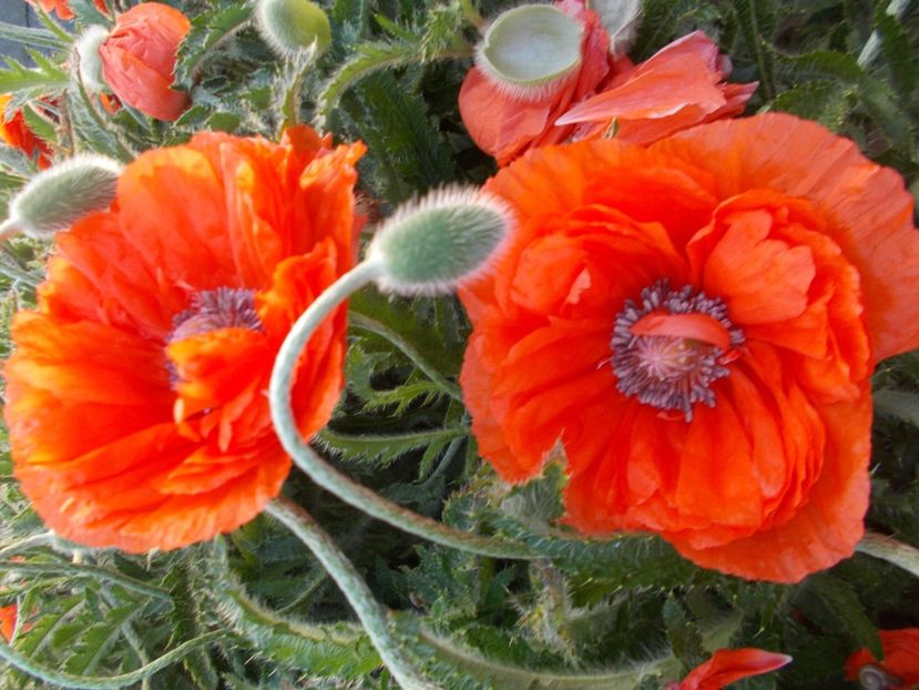  - 2018 Flori de gradina