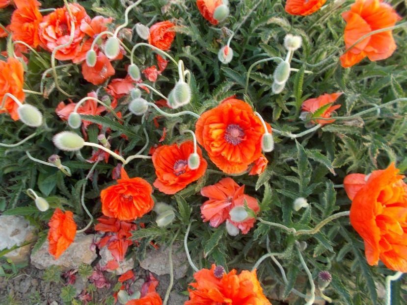  - 2018 Flori de gradina