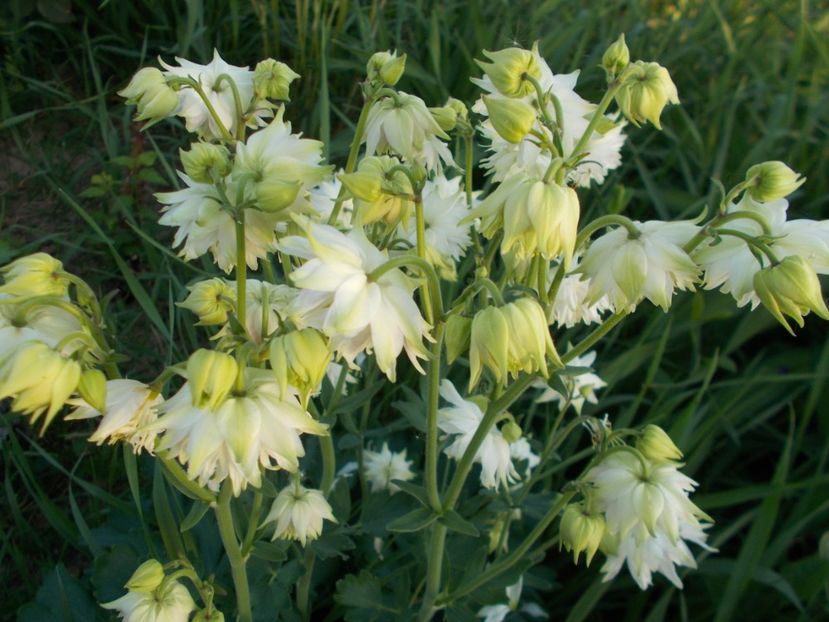  - 2018 Flori de gradina