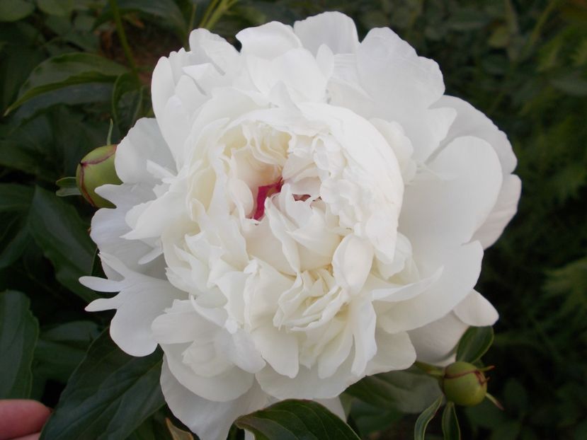  - 2018 Flori de gradina