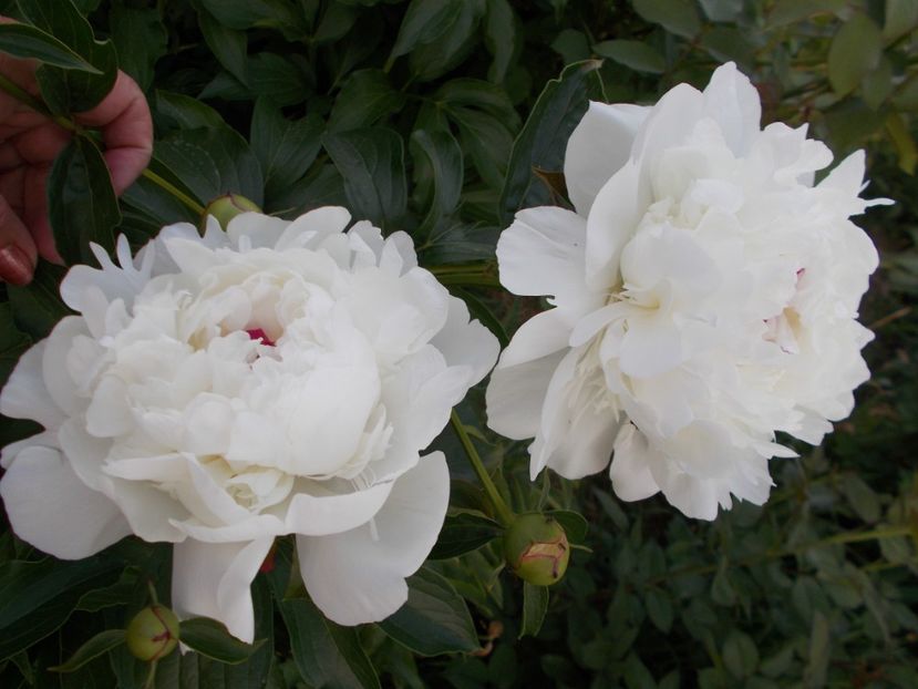  - 2018 Flori de gradina