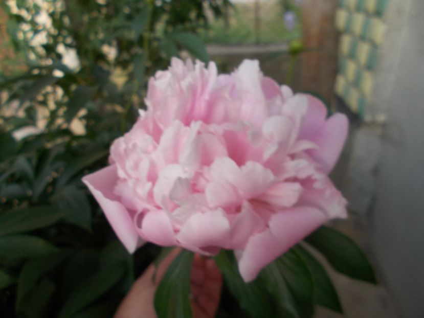  - 2018 Flori de gradina