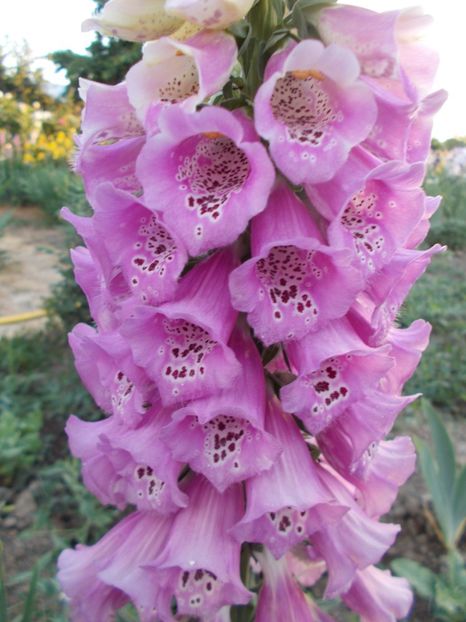  - 2018 Flori de gradina