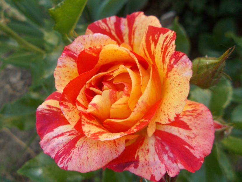  - 2018 Flori de gradina