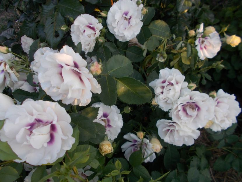  - 2018 Flori de gradina